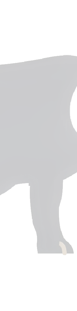 elefant
